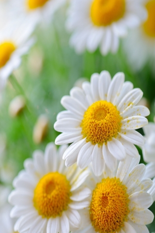 Daisy Flower for 320 x 480 Phones resolution