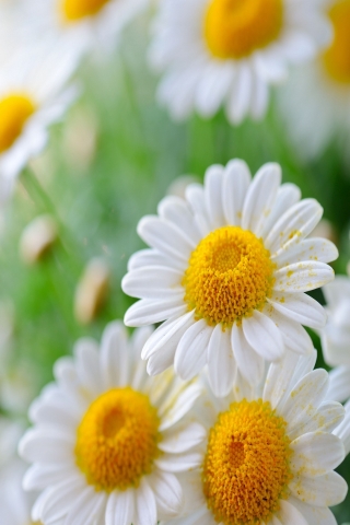 Daisy Flower for 320 x 480 Phones resolution
