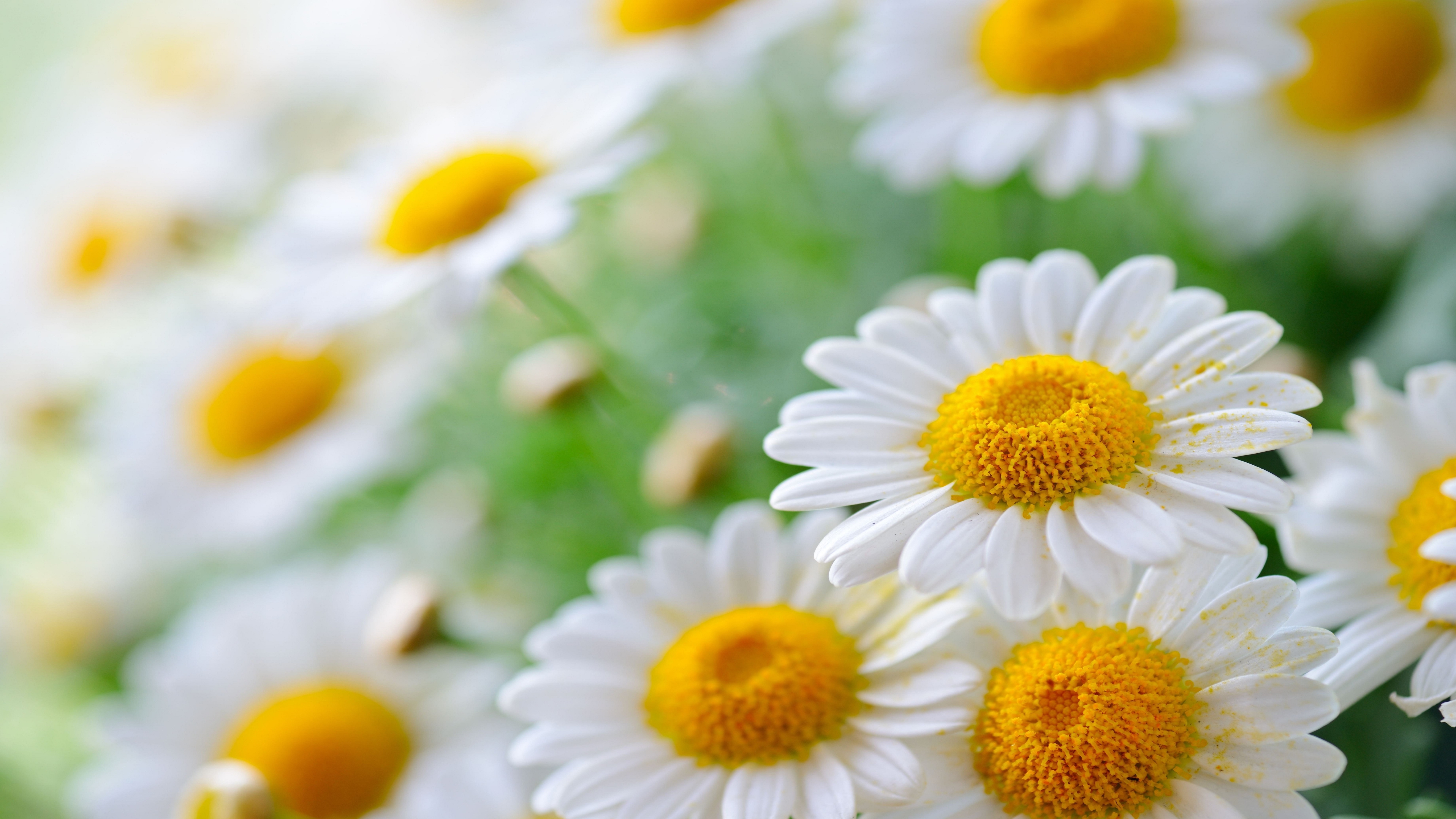 Daisy Flower for 5120 x 2880 5K Ultra HD resolution