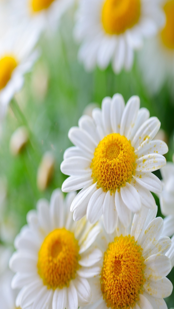 Daisy Flower for 720p HD Smartphones resolution
