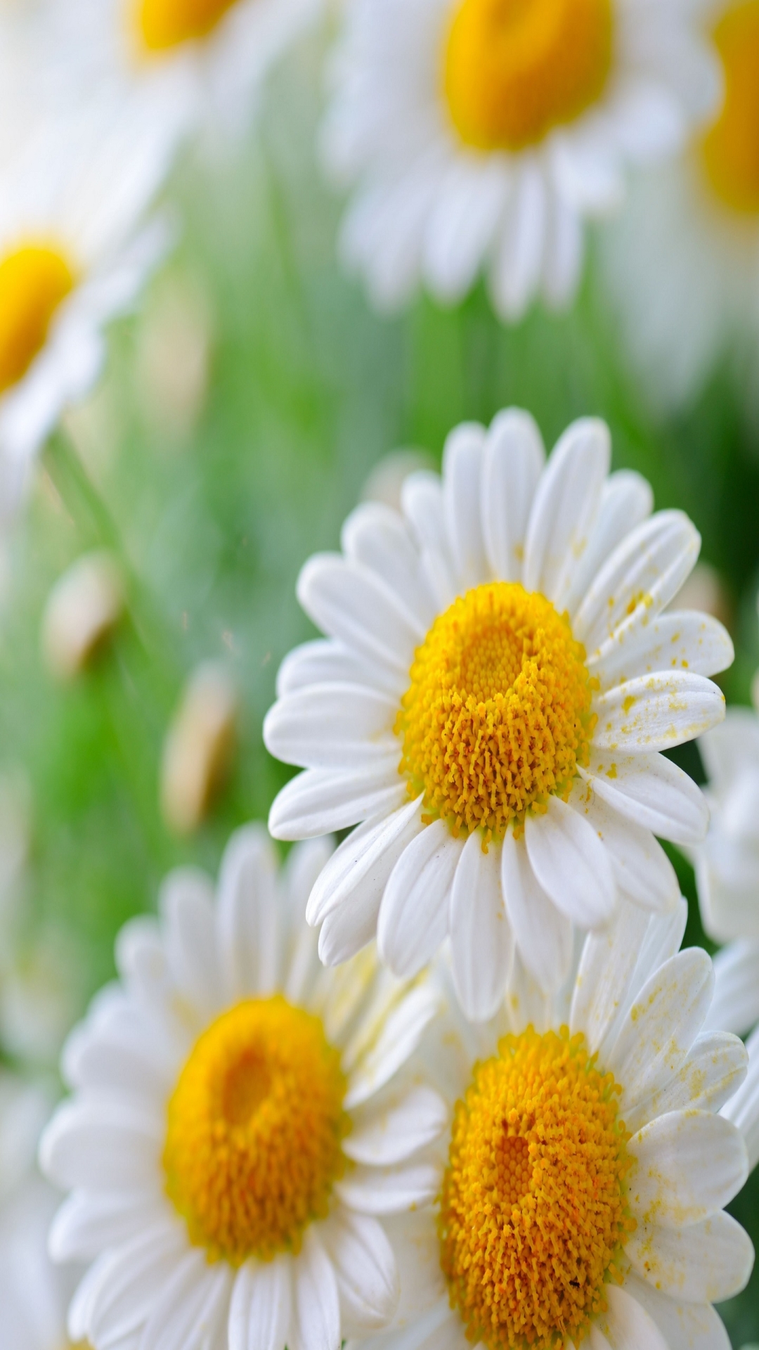 Daisy Flower for Samsung A9 Pro & A7 resolution