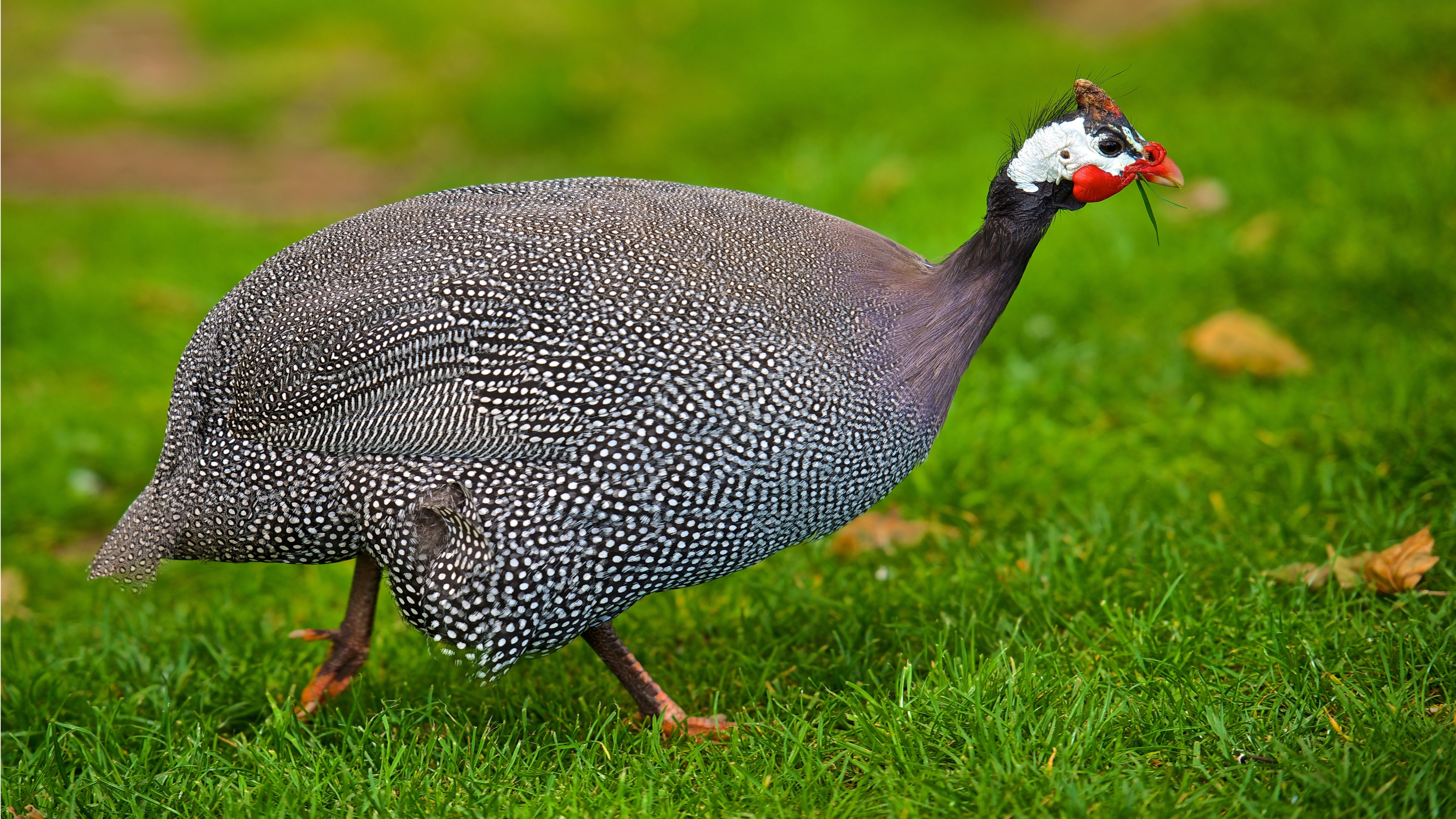 Helmeted Guineafowl  for 3840 x 2160 4K Ultra HDTV resolution