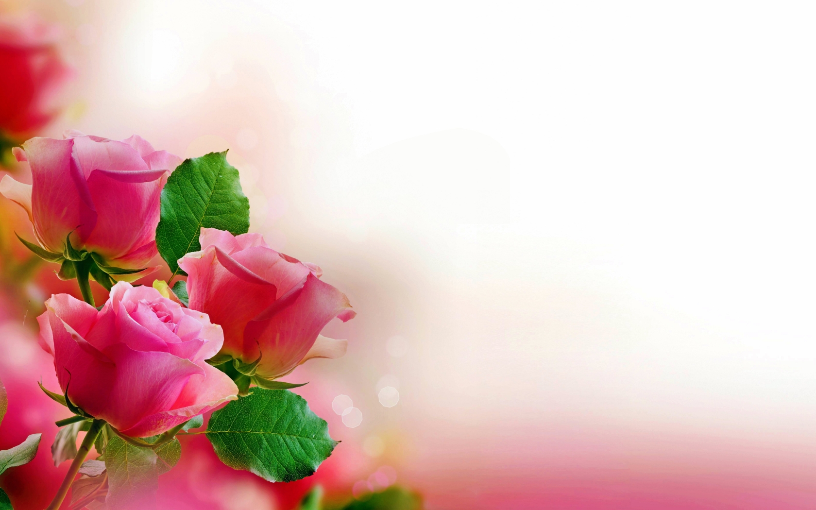 Pink Roses for 1680 x 1050 widescreen resolution