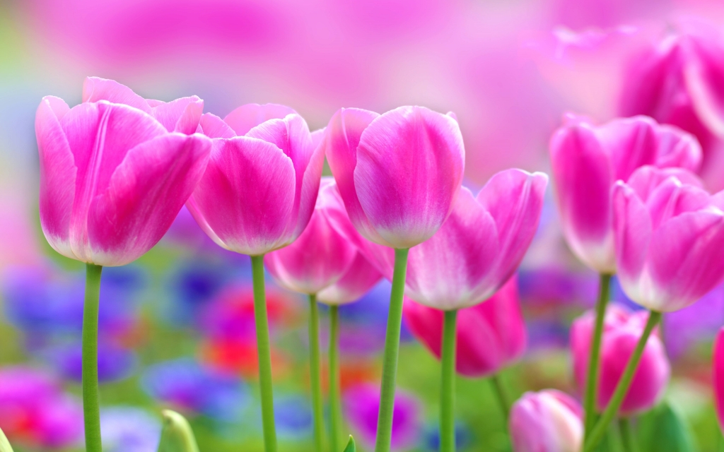 Pink Tulips for 1024 x 640 widescreen resolution