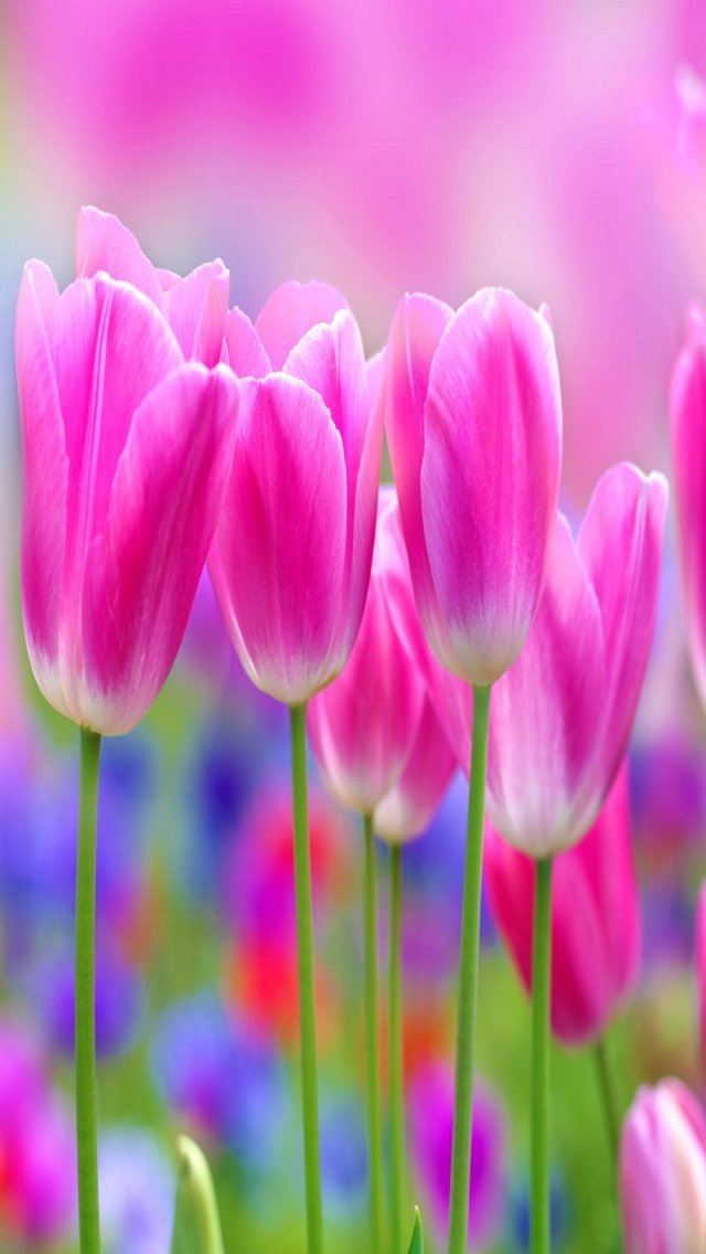 Pink Tulips for Apple iPhone 5 (SE) resolution