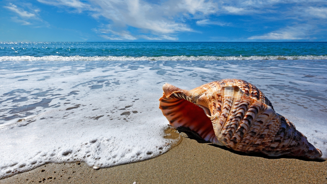 Sea Shell on Sea Shore for 1280 x 720 HDTV 720p resolution