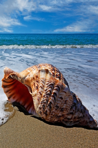 Sea Shell on Sea Shore for 320 x 480 Phones resolution
