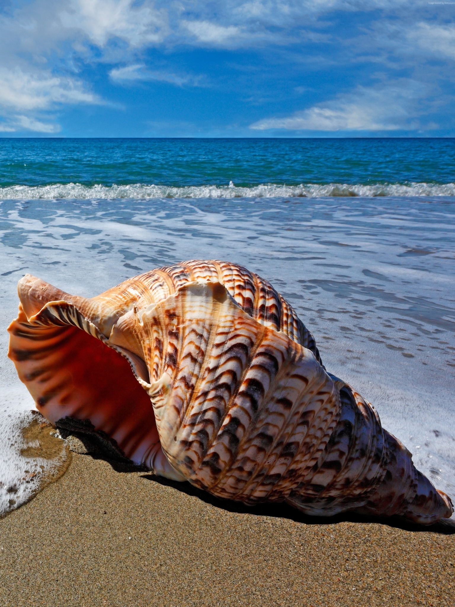 Sea Shell on Sea Shore for Apple iPad Air 2 resolution