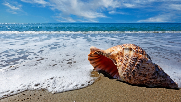 Sea Shell on Sea Shore HD Wallpaper